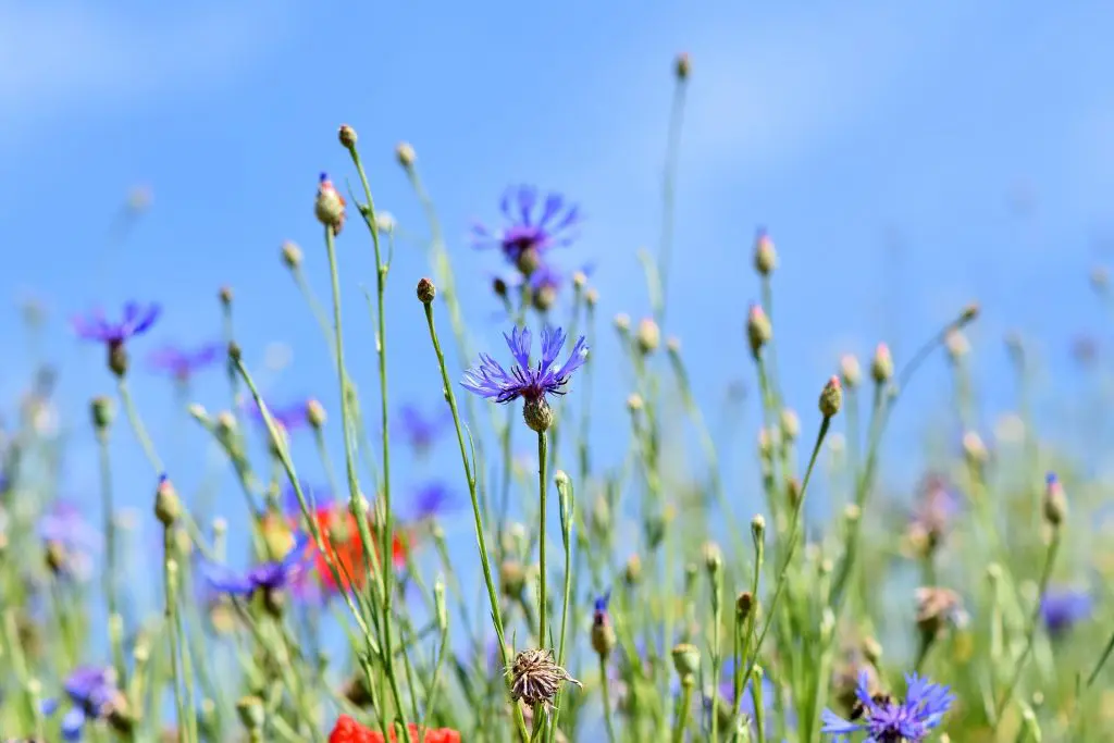 bleuet-comestible