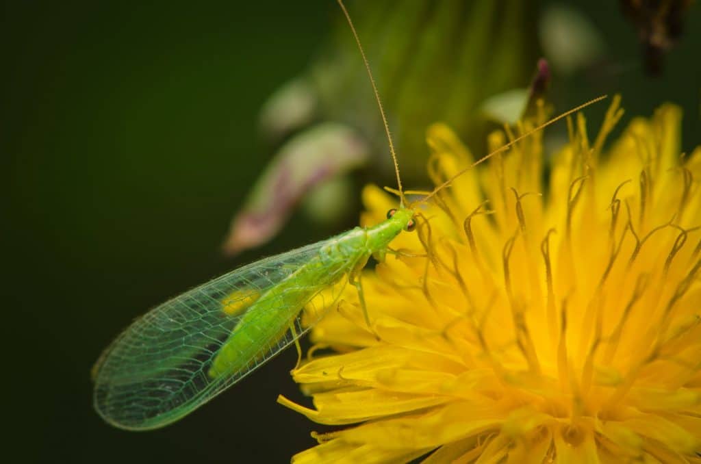 chrysope-auxiliaire-culture