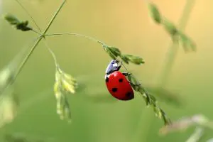 coccinelle-auxiliaire-jardin