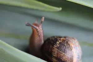 escargot-nuisible