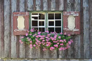 geranium-production-locale