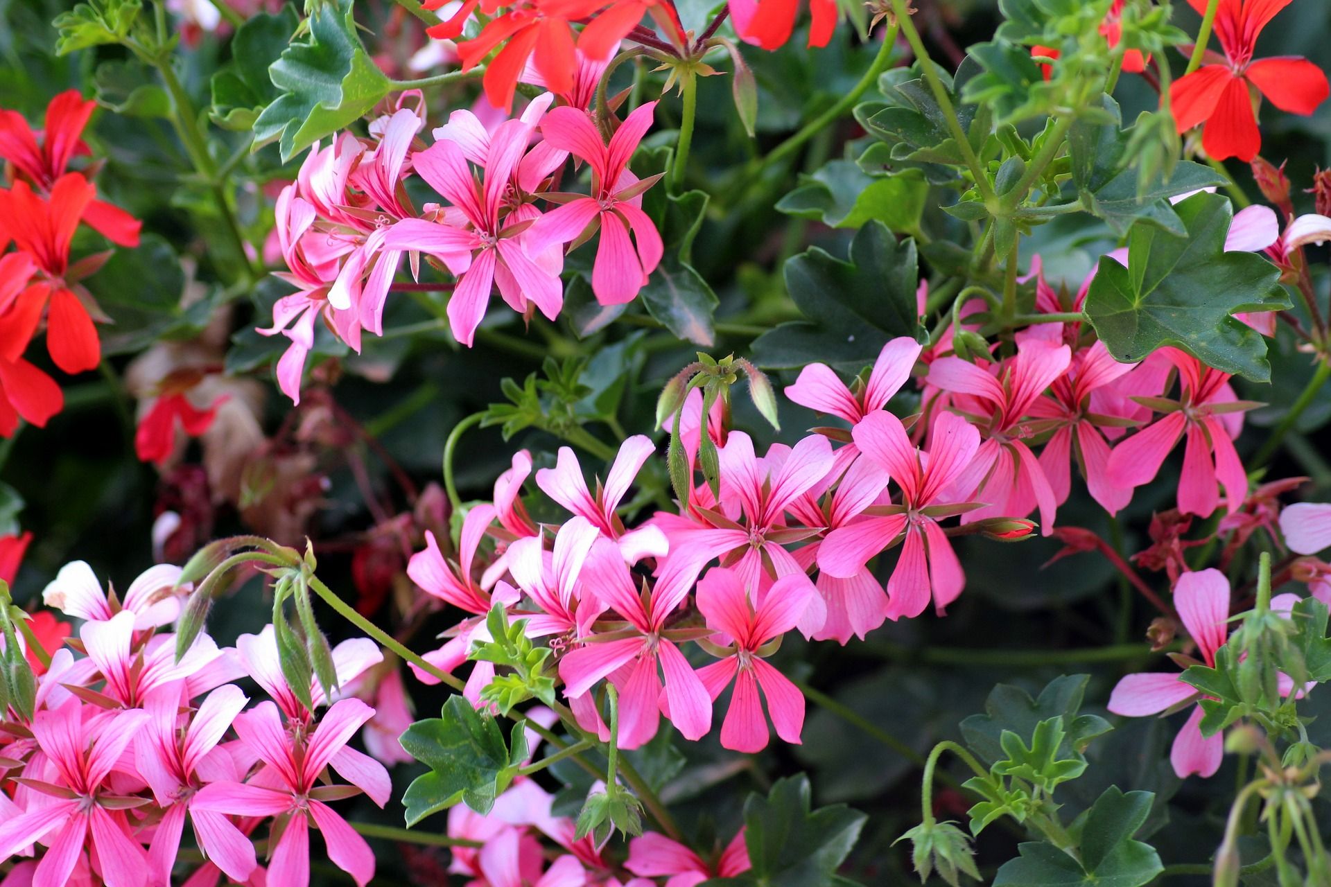 geranium-production