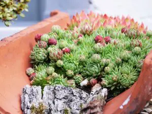 La toiture végétale intensive et extensive plantes-toiture-sedum