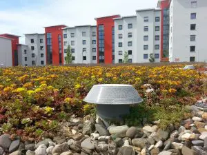 La toiture végétale intensive et extensive toiture-vegetale-milieu-urbain