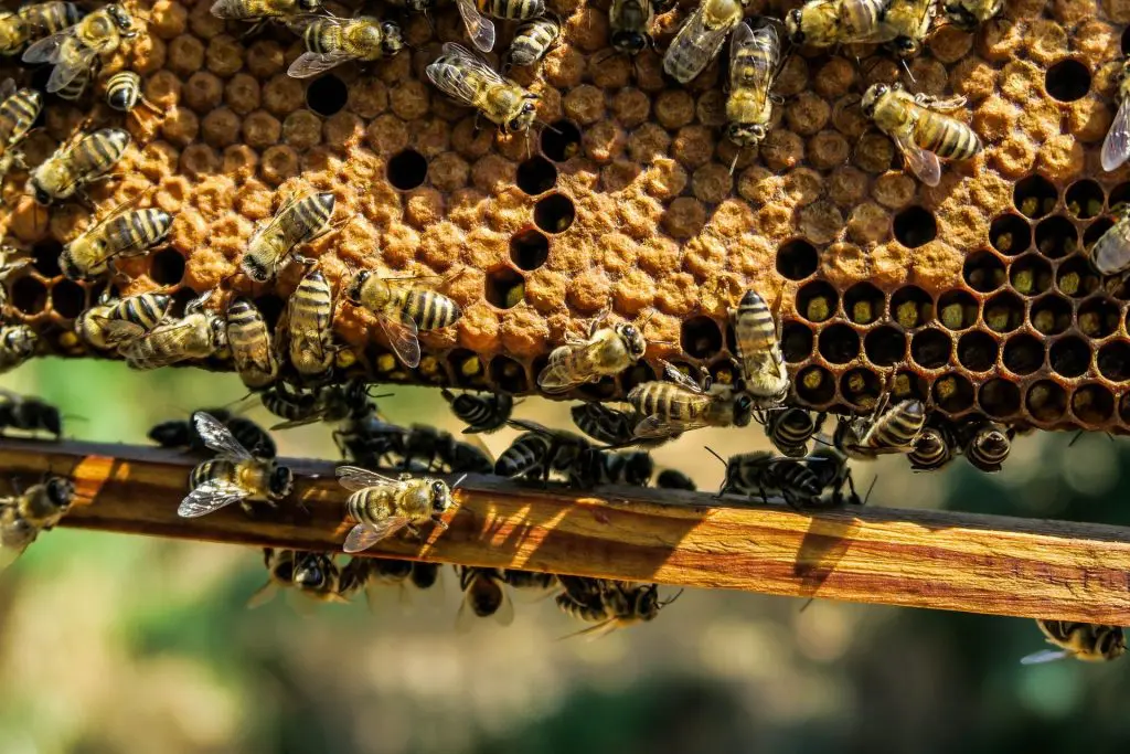 abeilles-rucher