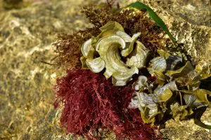 extrait-algue-rouge-agar