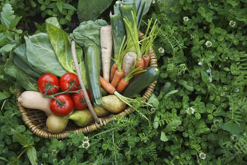 alimentation-vegetarien