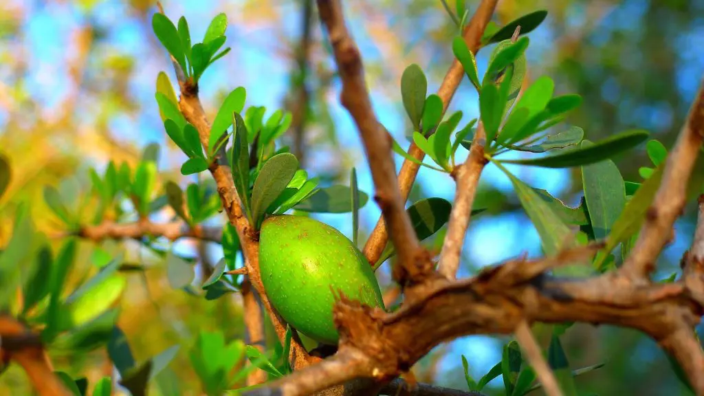 argan-huile-bienfaits