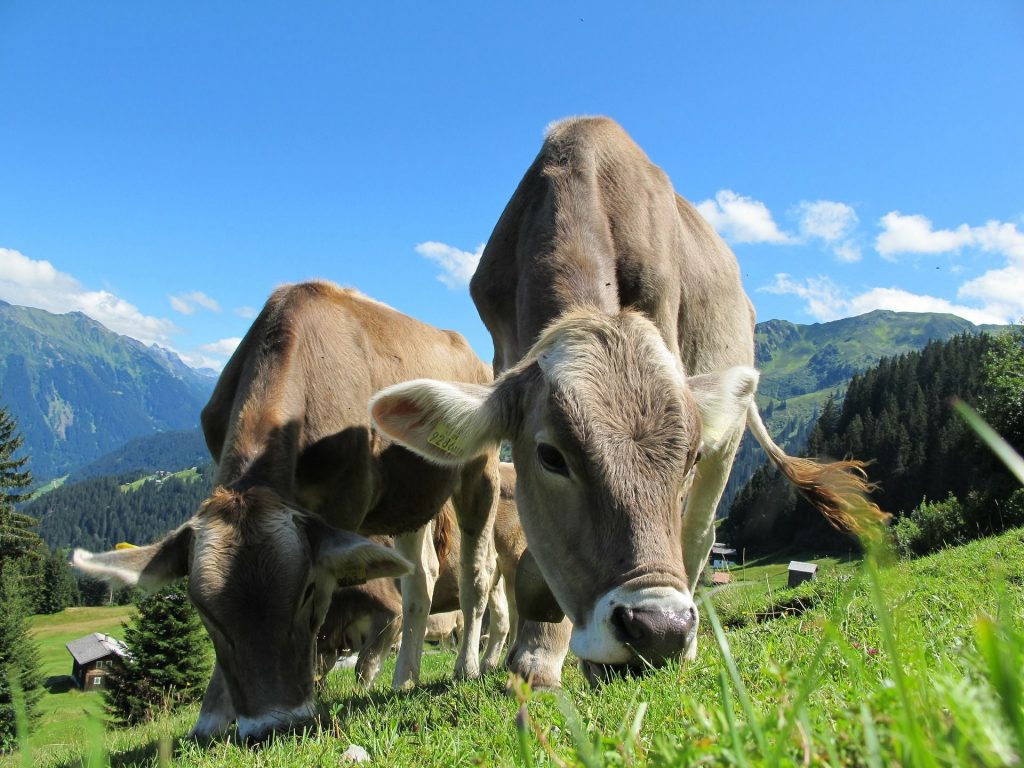 beurre-vaches-herbes