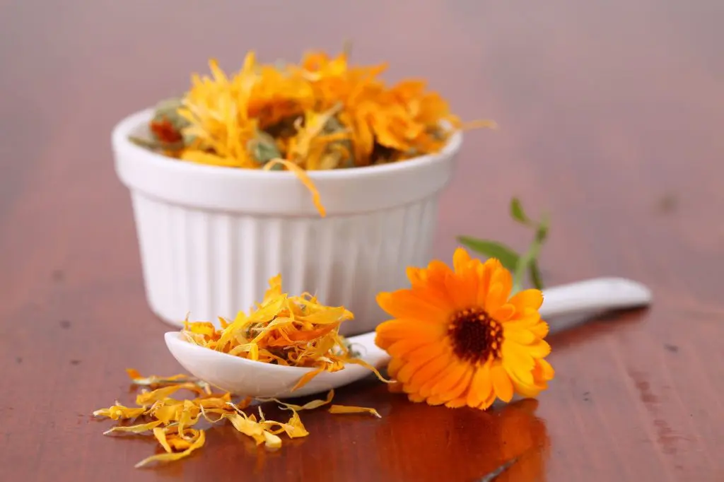 calendula-dentifrice