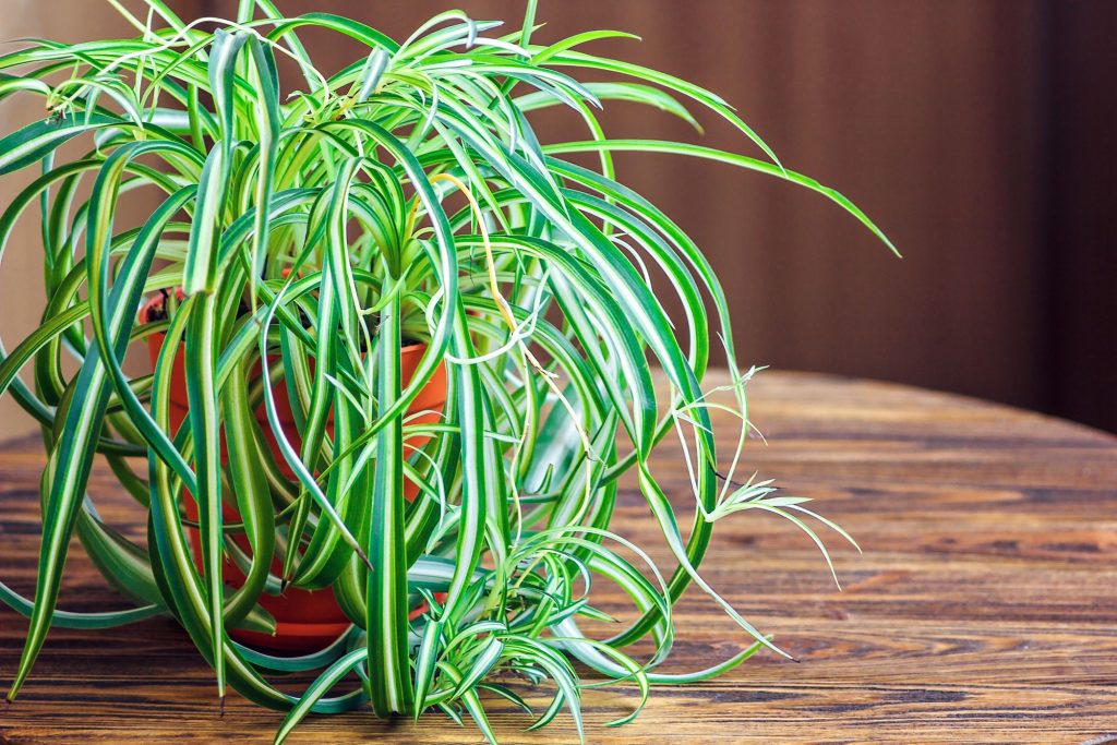 plante-araignee-depolluante