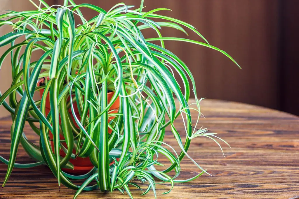 plante-araignee-depolluante