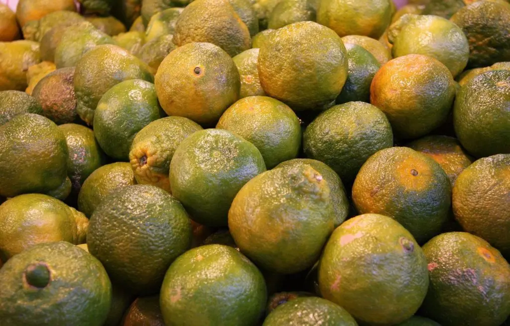 clementine-verte