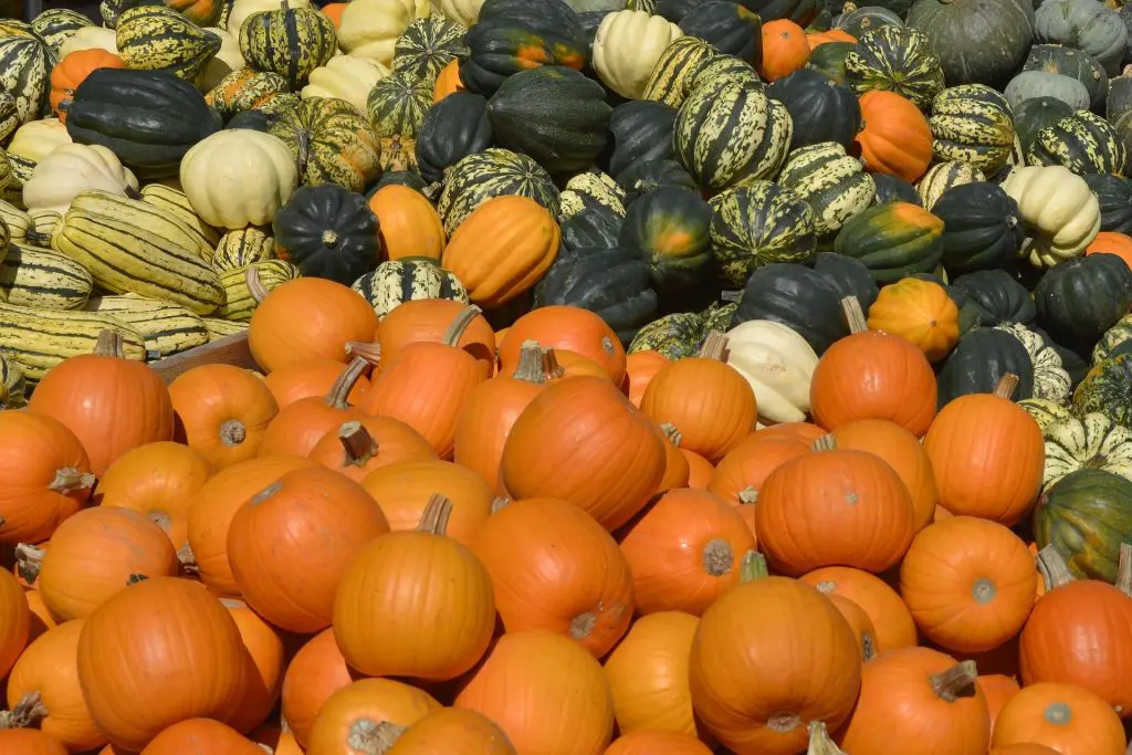 courge-citrouille-recette
