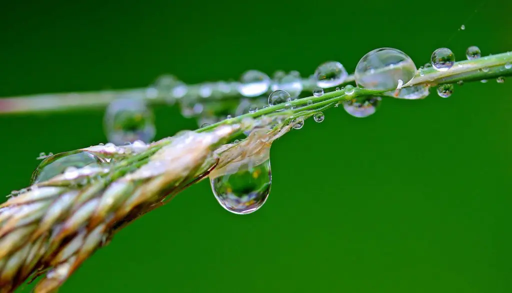 eau-de-pluie