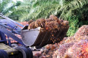 huile-palme-biologique