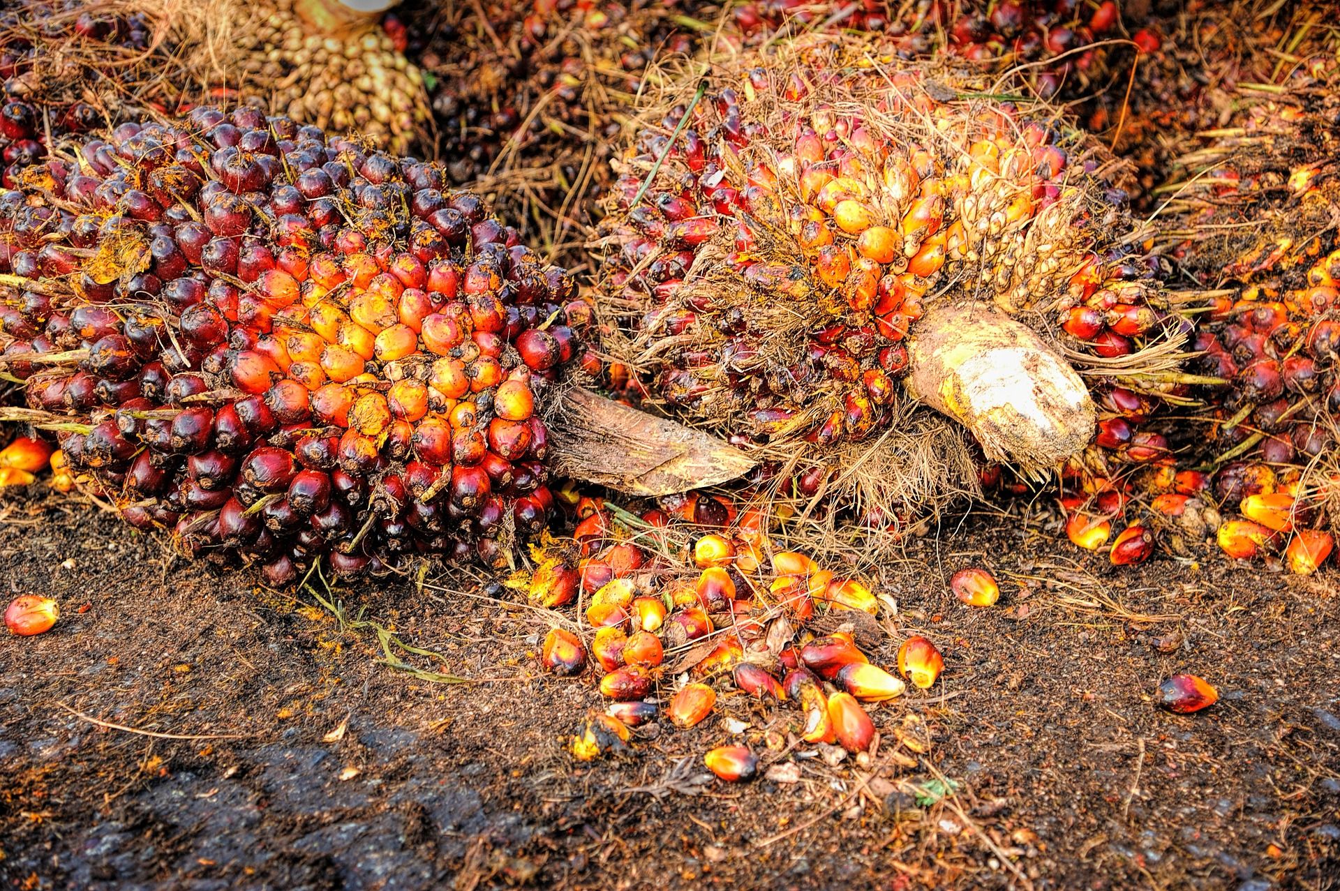 huile-palme-bio