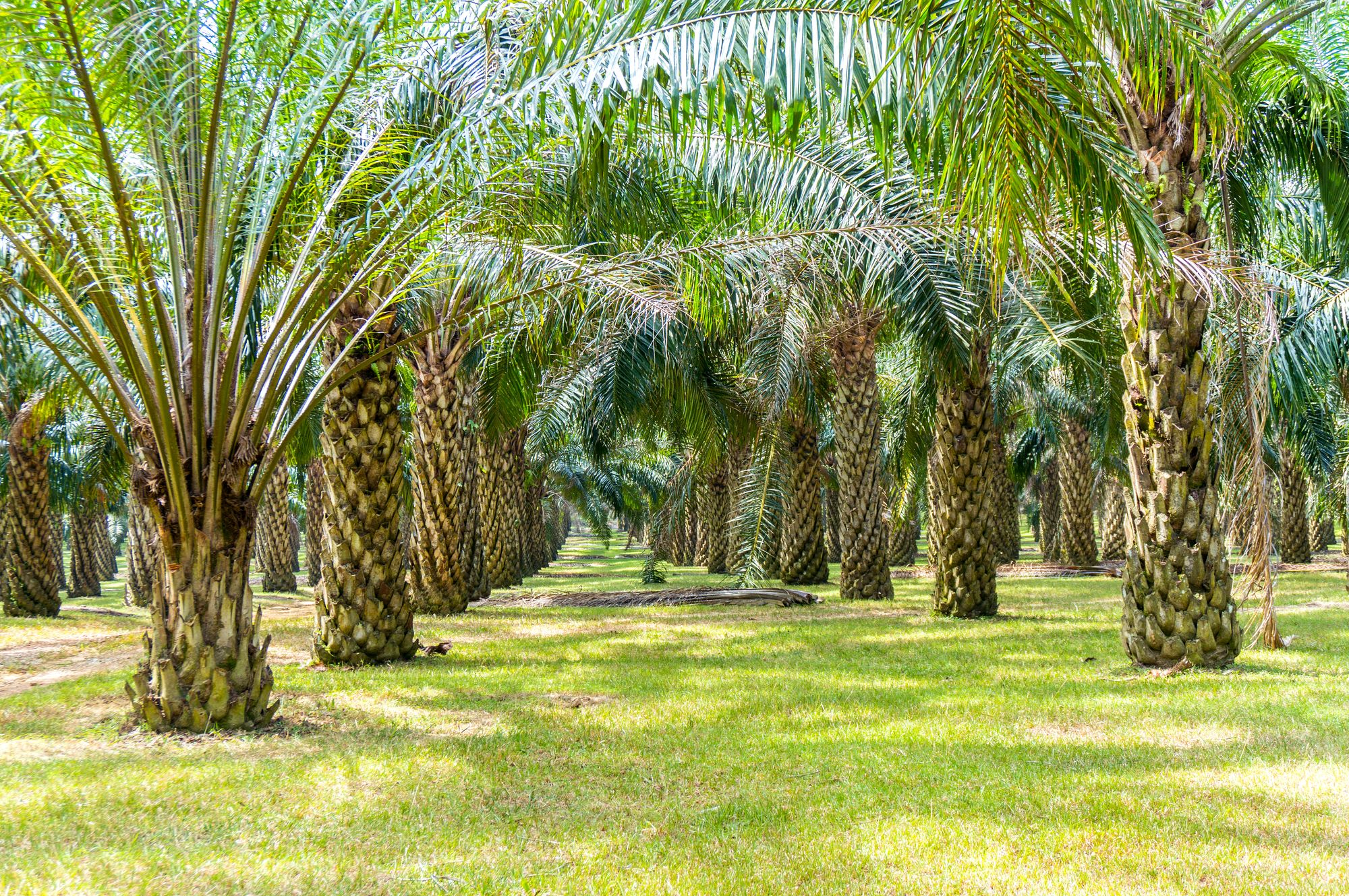 Пальма где растет природная зона. Плантации масличной пальмы. Масличная Пальма природная зона. Пальмовый лес Эльче. Плантации пальм в Малайзии.