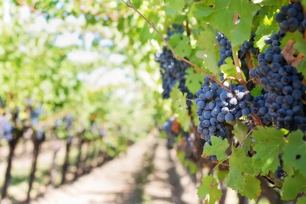 raisin-noir-vin