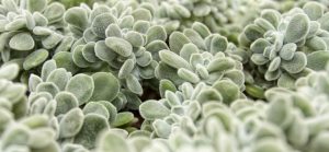 succulent-plantes-toitures