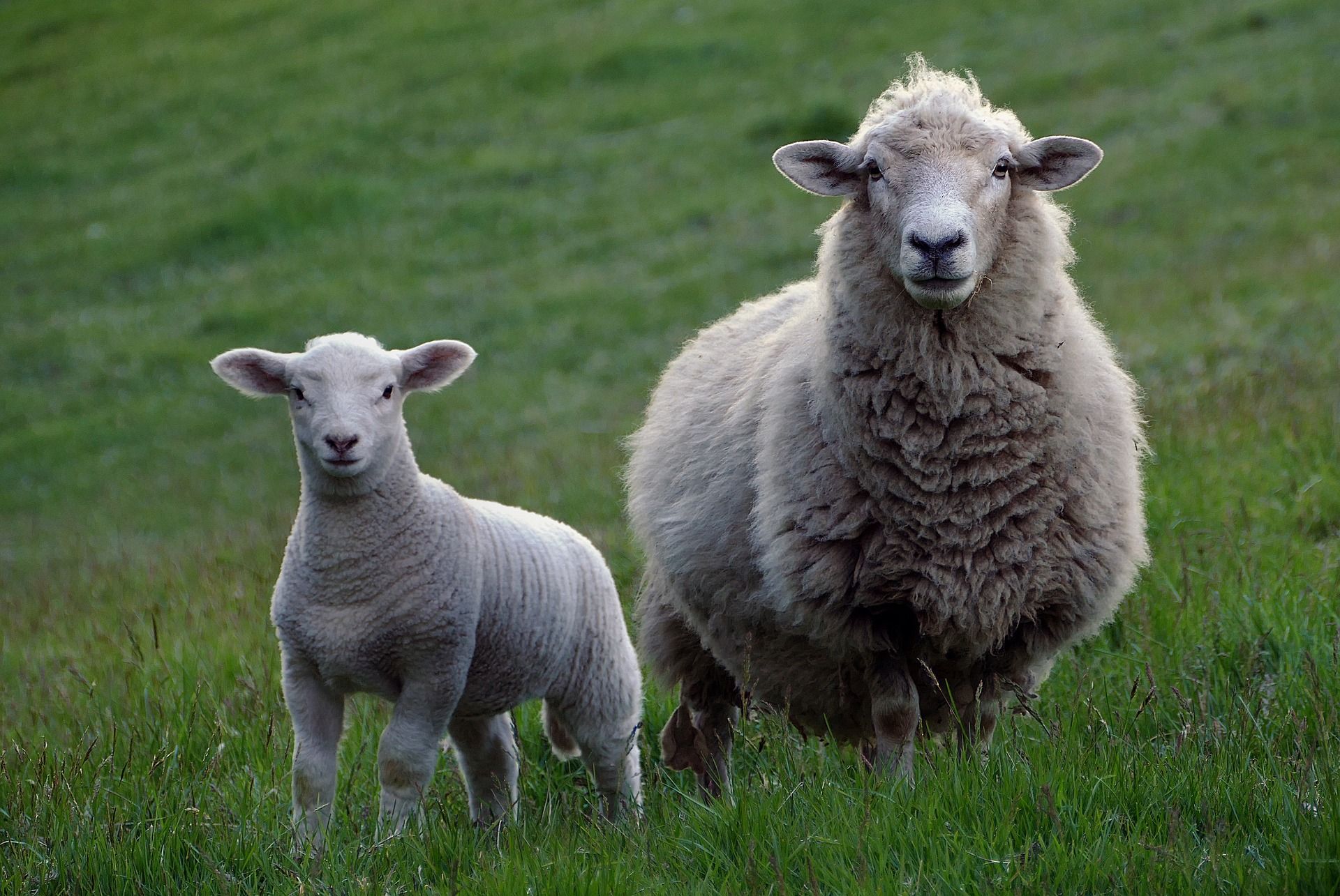 viande-mouton-bio