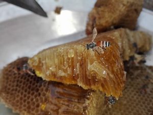 abeilles-miel