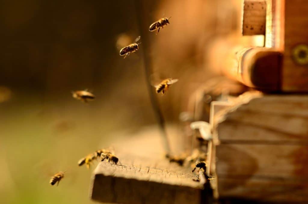 abeilles-syndrome-effondrement-colonie