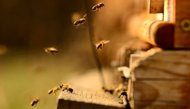 abeilles-syndrome-effondrement-colonie