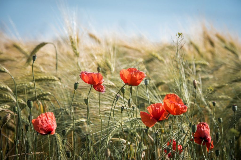 agriculture-durable
