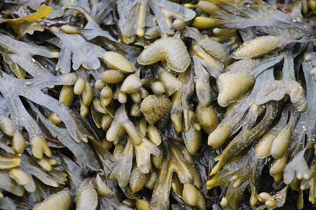 algues-legumes-mer