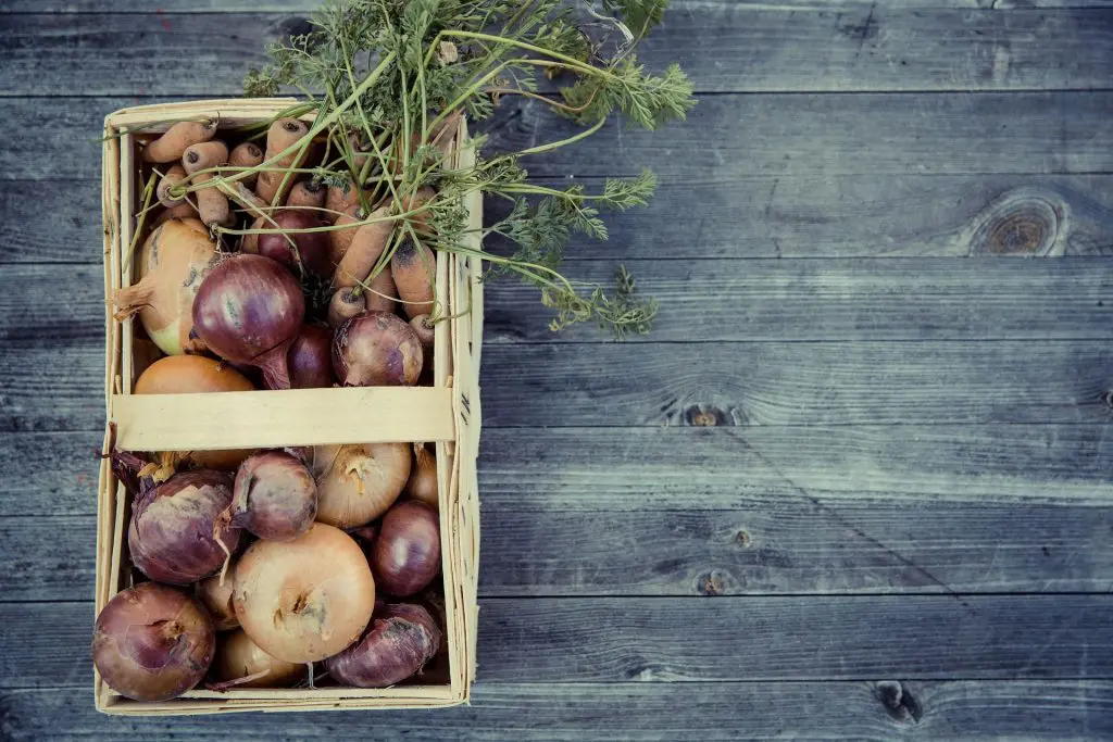 bio-alimentation
