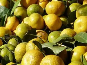 clementine-verte