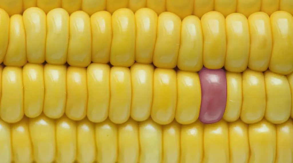 mais-ogm