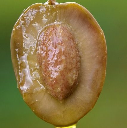 noyau-olive