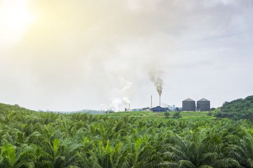 raffinerie-huile-palme