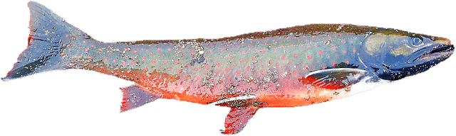 saumon-bio-shetlands