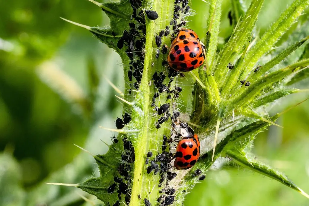 alternative-pesticides-jardin