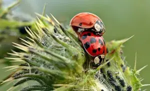 auxiliaires-jardin-coccinelle