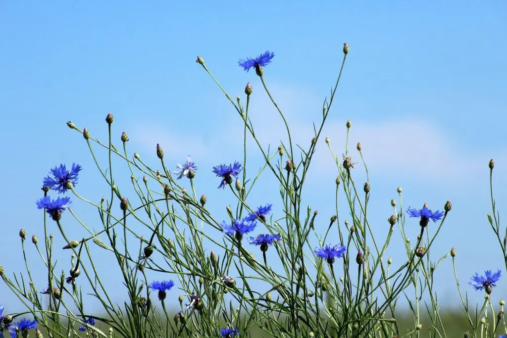 bleuet-cernes-cosmetiques