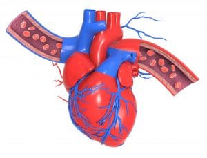 cholesterol-maladies-cardiovasculaires