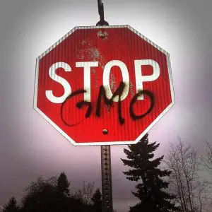 contamination-ogm-caches