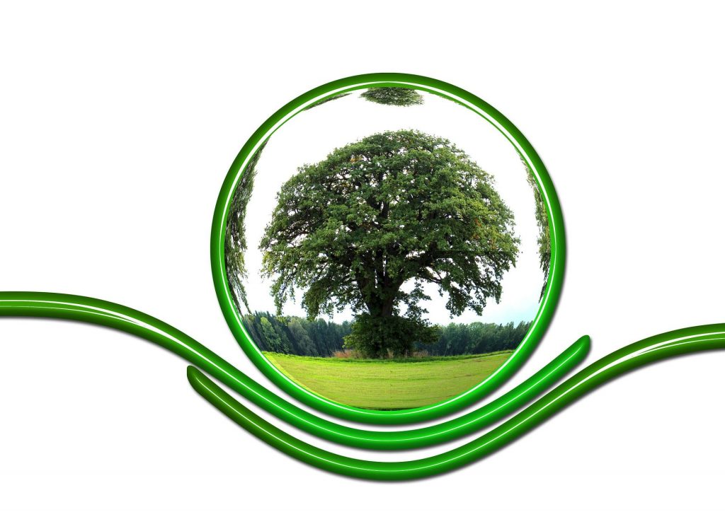 assiette-ecoresponsable