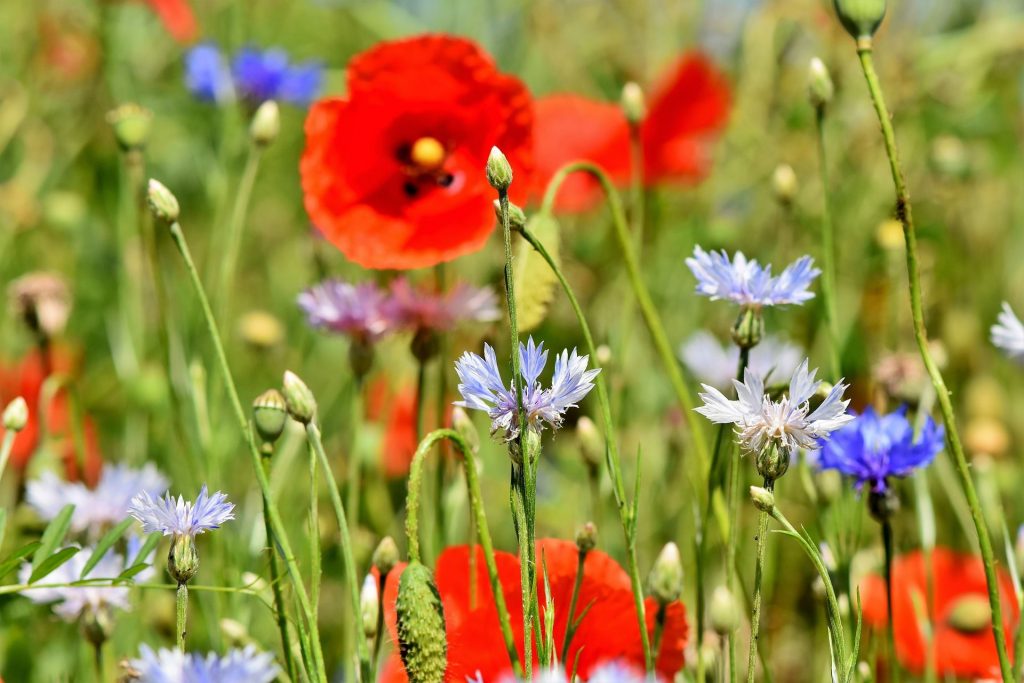 plantes-sauvages