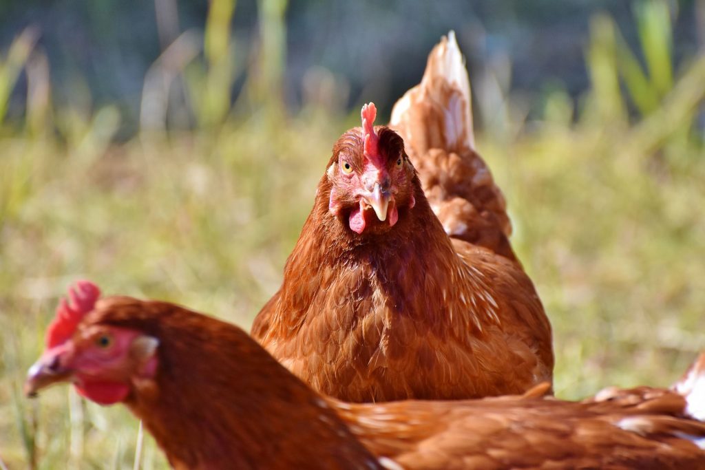 poules-elevage