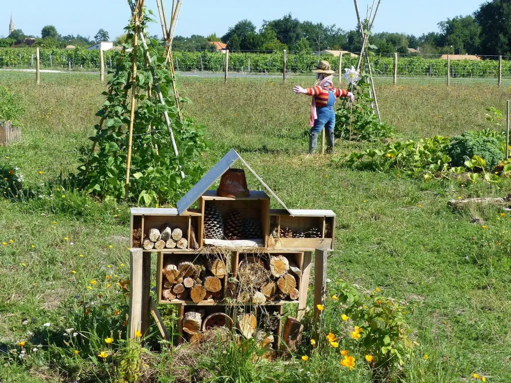 jardin-permaculture