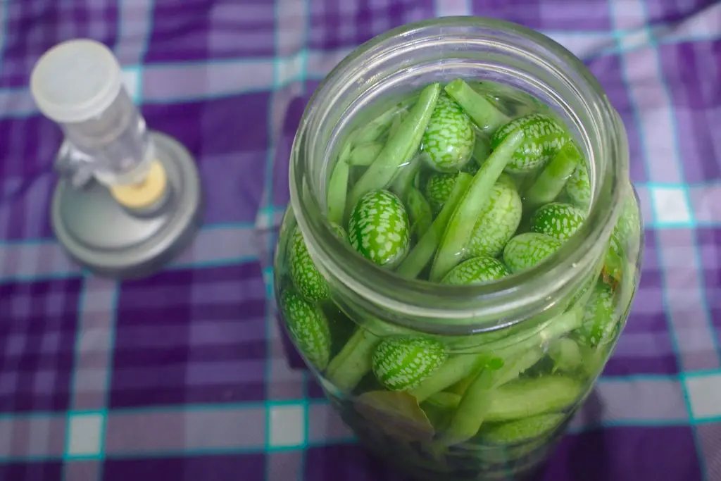 lacto-fermentation