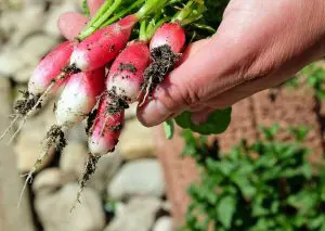 alimentation-durable