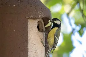 mesange-auxiliaire-jardin