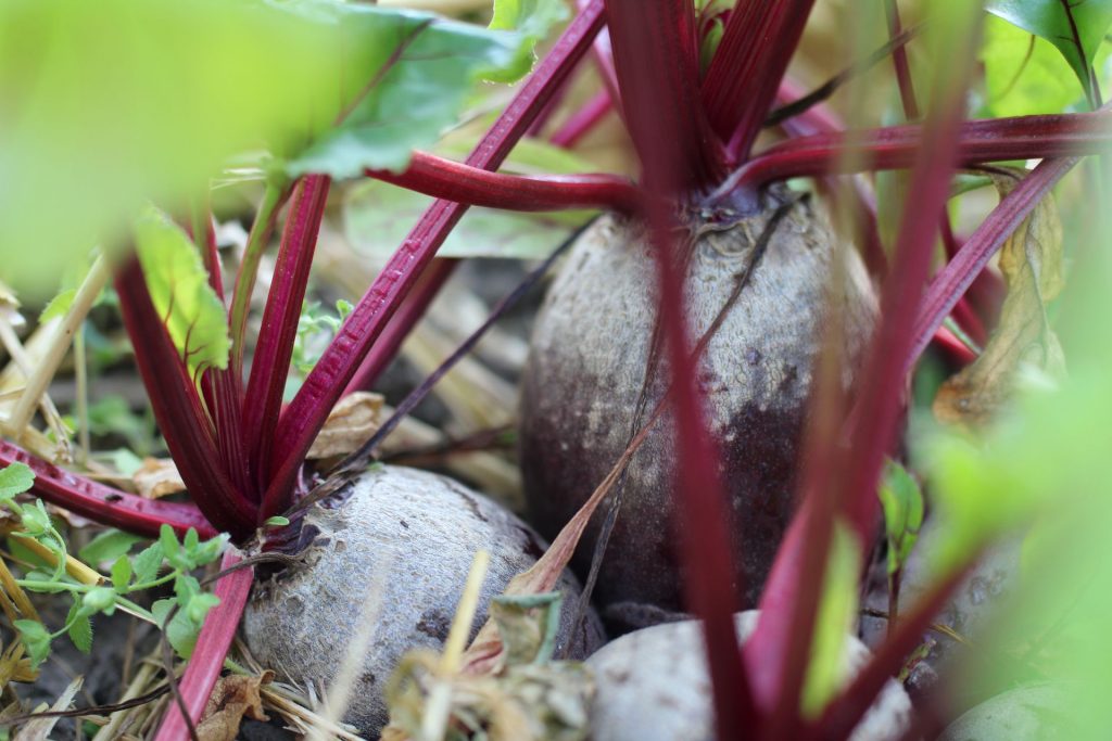 agriculture-biologique-sante