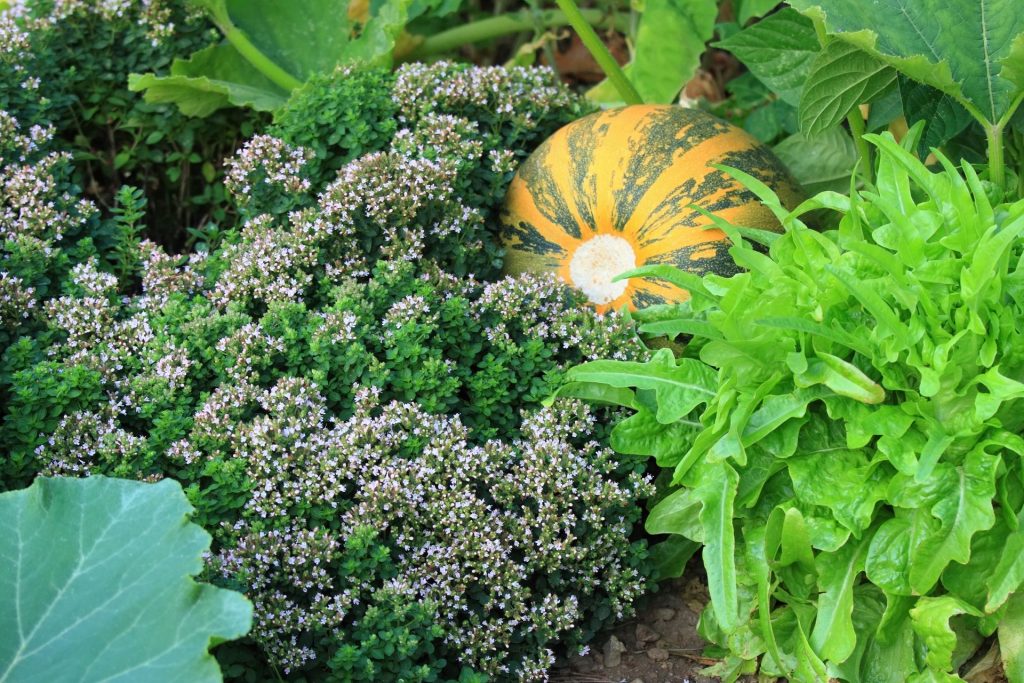 jardin-biologique